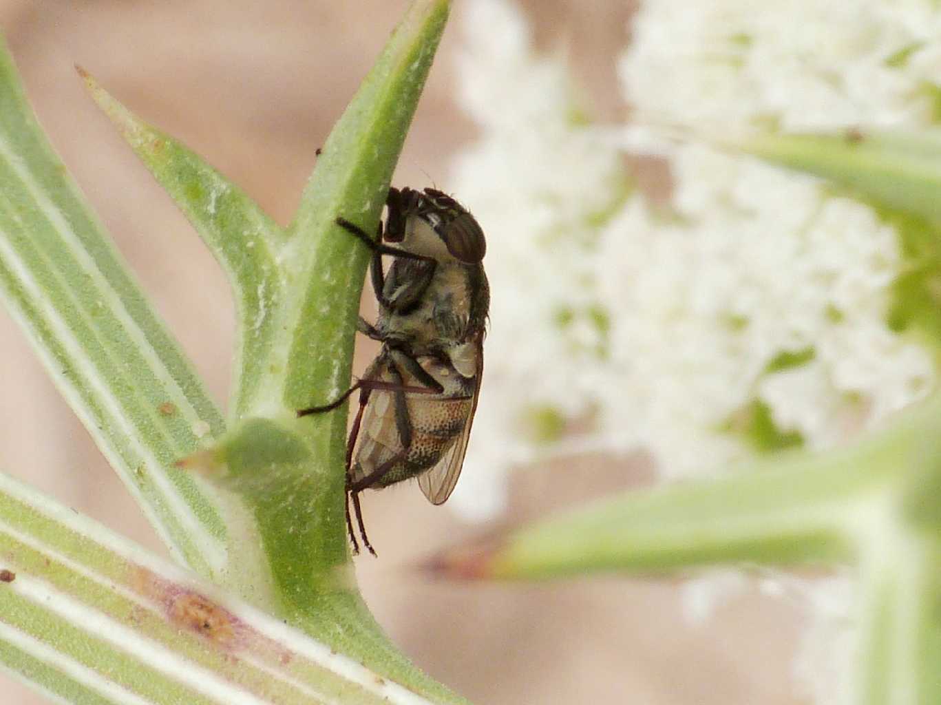 Stomorhina lunata in agguato?